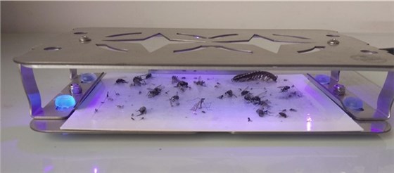 景隆獵蠅者滅蠅燈