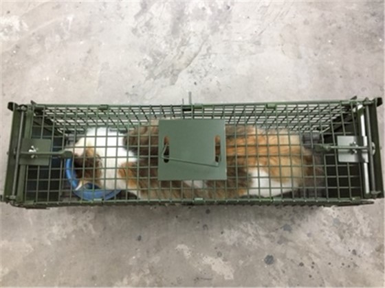 捕貓籠廠家景隆
