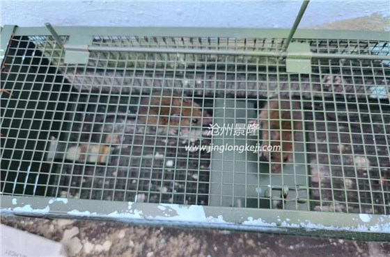 雙開(kāi)門(mén)捕鼠籠廠家
