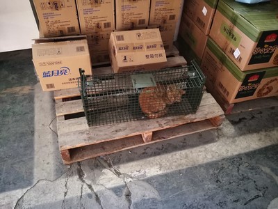 景隆捕野貓籠
