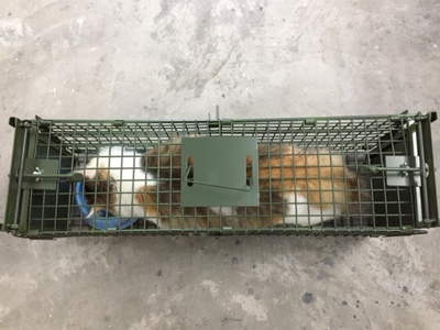 捕貓籠廠家景隆