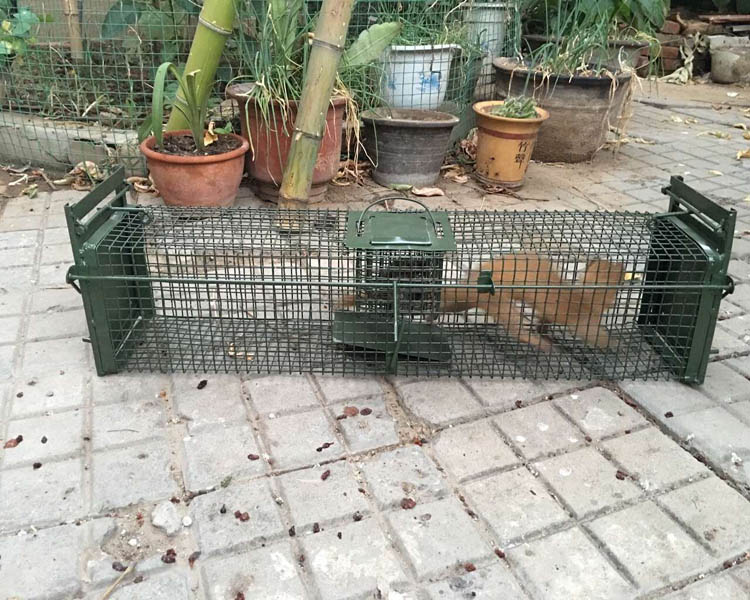 雙開門捕捉籠